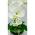 Flower box ekskluzywny XXL, storczyki gumowe/670